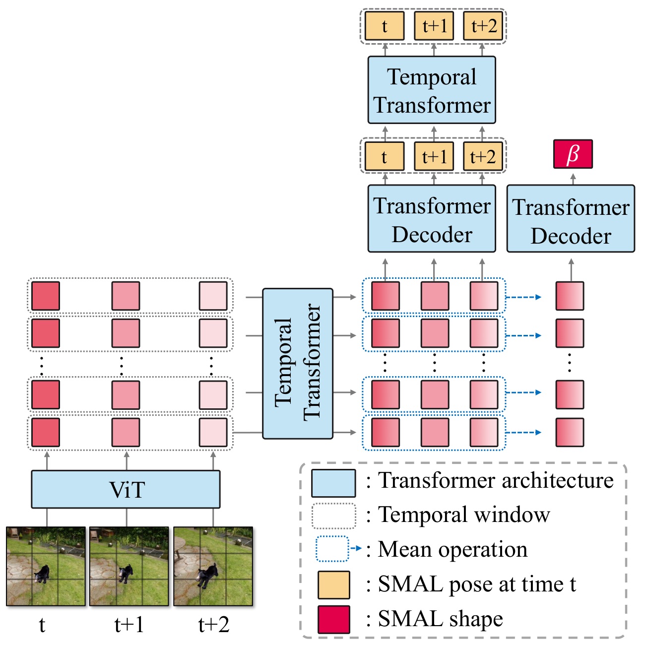 Animal Video Transformer architecture